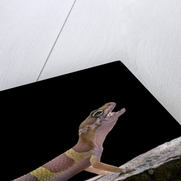 Eublepharis macularius f. albino (leopard gecko) by Anonymous