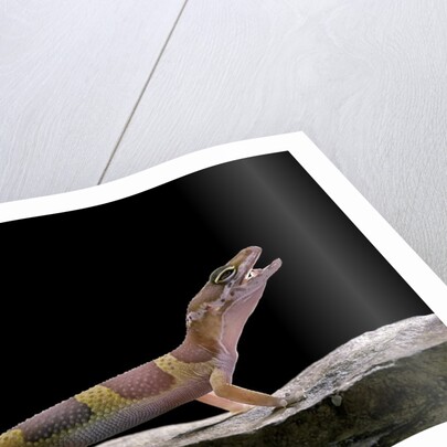 Eublepharis macularius f. albino (leopard gecko) by Anonymous