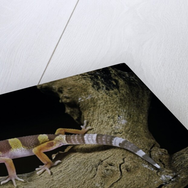 Eublepharis macularius f. albino (leopard gecko) by Anonymous