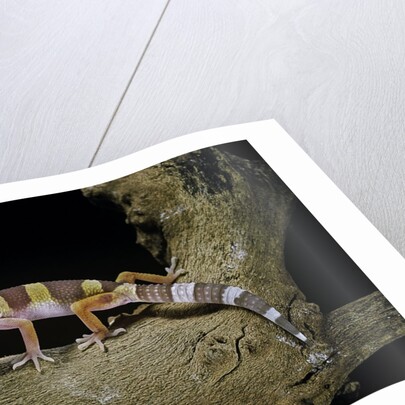 Eublepharis macularius f. albino (leopard gecko) by Anonymous