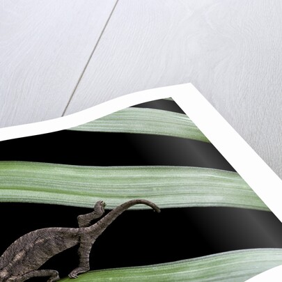 Furcifer oustaleti (Malagasy giant chameleon) - young by Anonymous