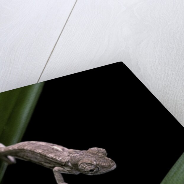 Furcifer oustaleti (Malagasy giant chameleon) - young by Anonymous