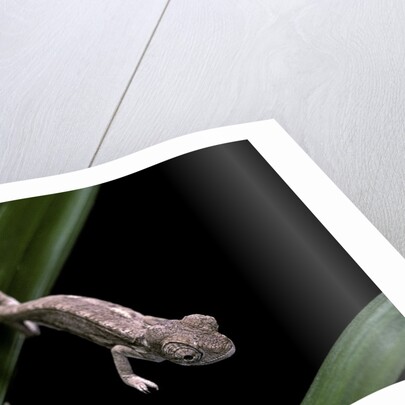 Furcifer oustaleti (Malagasy giant chameleon) - young by Anonymous