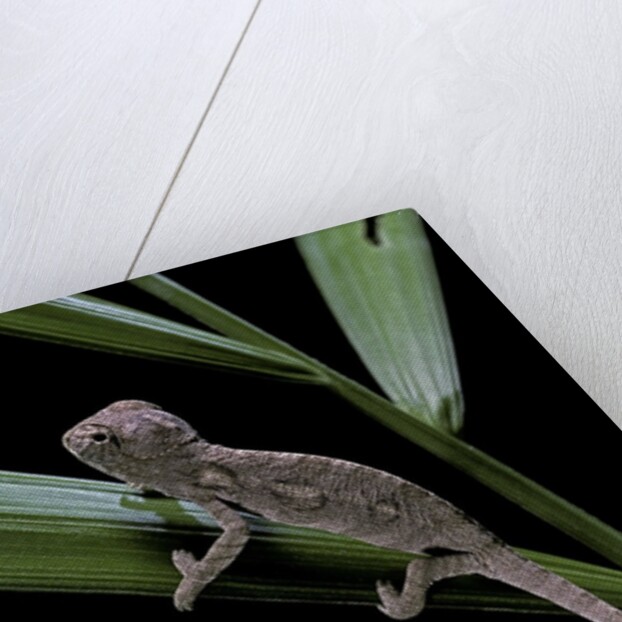 Furcifer oustaleti (Malagasy giant chameleon) - young by Corbis