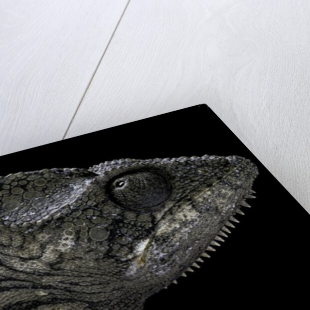 Furcifer oustaleti (Malagasy giant chameleon) by Anonymous