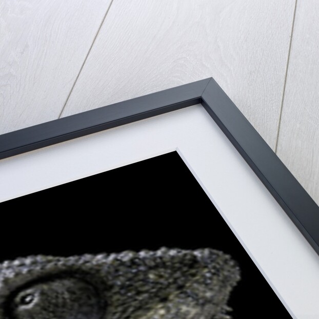 Furcifer oustaleti (Malagasy giant chameleon) by Anonymous