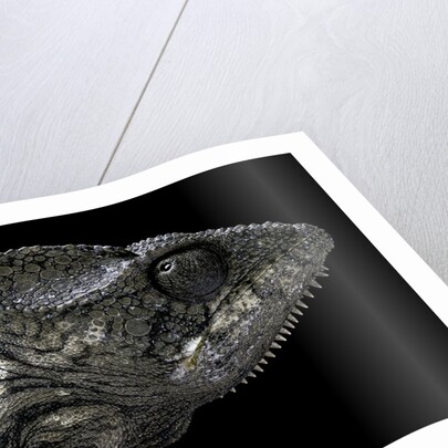 Furcifer oustaleti (Malagasy giant chameleon) by Anonymous