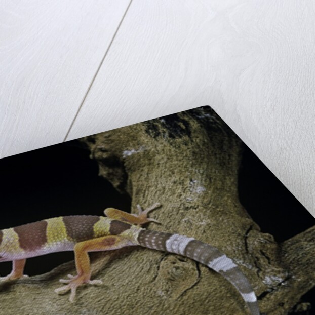 Eublepharis macularius f. albino (leopard gecko) by Anonymous