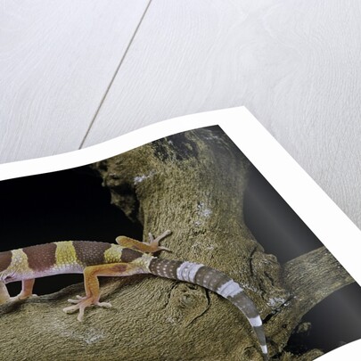 Eublepharis macularius f. albino (leopard gecko) by Anonymous