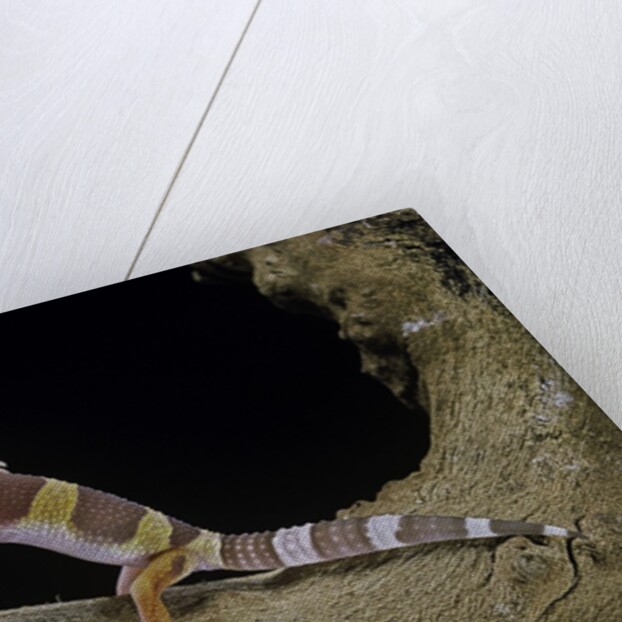 Eublepharis macularius f. albino (leopard gecko) by Anonymous