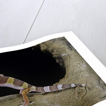Eublepharis macularius f. albino (leopard gecko) by Anonymous
