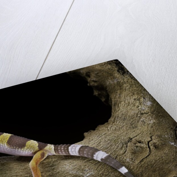 Eublepharis macularius f. albino (leopard gecko) by Anonymous