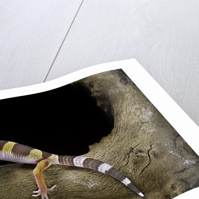 Eublepharis macularius f. albino (leopard gecko) by Anonymous
