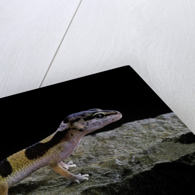 Eublepharis macularius f.golden (leopard gecko) by Anonymous