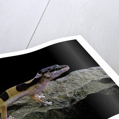 Eublepharis macularius f.golden (leopard gecko) by Anonymous