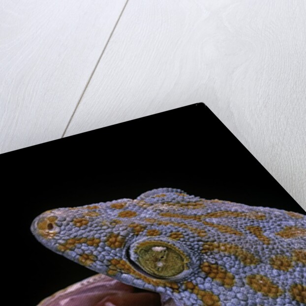 Gekko gecko (tokay gecko) by Anonymous