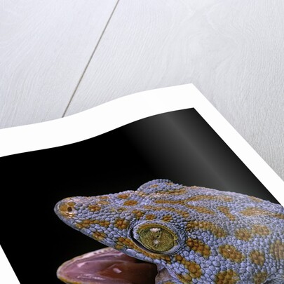 Gekko gecko (tokay gecko) by Anonymous