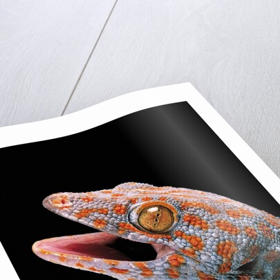 Gekko gecko (tokay gecko) by Anonymous
