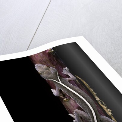 Gekko vittatus (lined gecko) by Anonymous