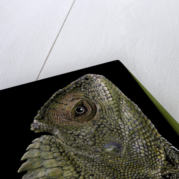 Gonocephalus chamaeleontinus (hump-beaded dragon) by Anonymous