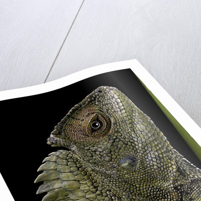 Gonocephalus chamaeleontinus (hump-beaded dragon) by Anonymous