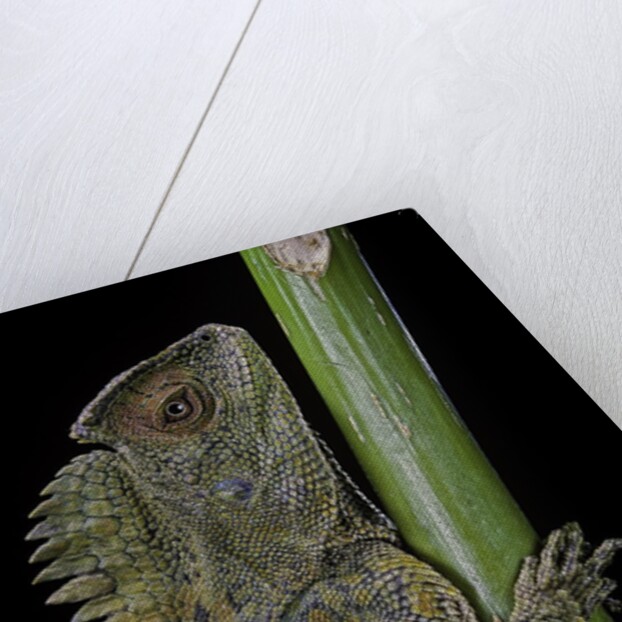 Gonocephalus chamaeleontinus (hump-beaded dragon) by Anonymous