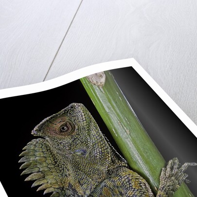 Gonocephalus chamaeleontinus (hump-beaded dragon) by Anonymous