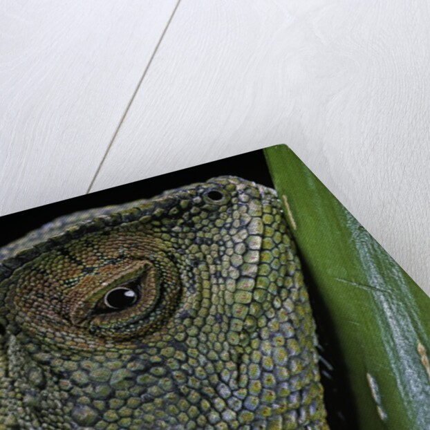 Gonocephalus chamaeleontinus (hump-beaded dragon) by Anonymous