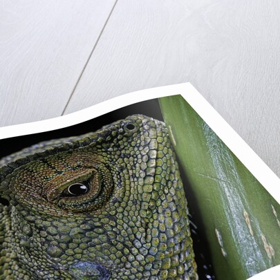 Gonocephalus chamaeleontinus (hump-beaded dragon) by Anonymous