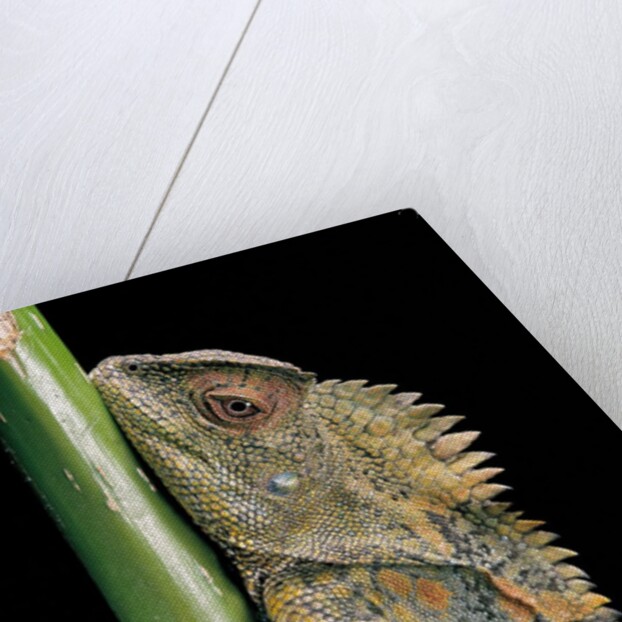 Gonocephalus chamaeleontinus (hump-beaded dragon) by Anonymous