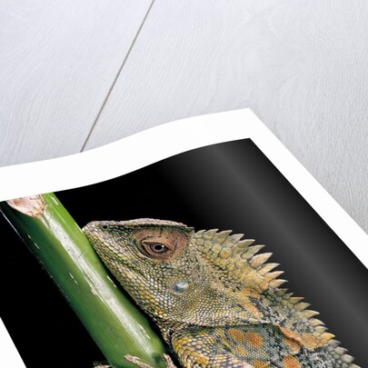 Gonocephalus chamaeleontinus (hump-beaded dragon) by Anonymous