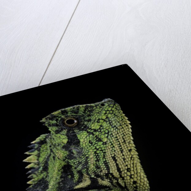 Gonocephalus kuhlii (hump-beaded dragon) by Anonymous
