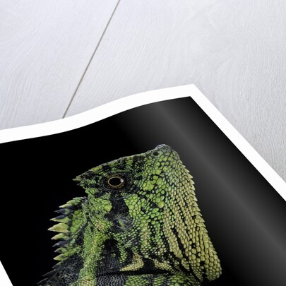Gonocephalus kuhlii (hump-beaded dragon) by Anonymous