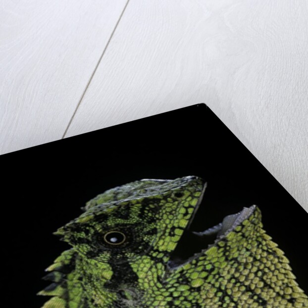 Gonocephalus kuhlii (hump-beaded dragon) by Anonymous