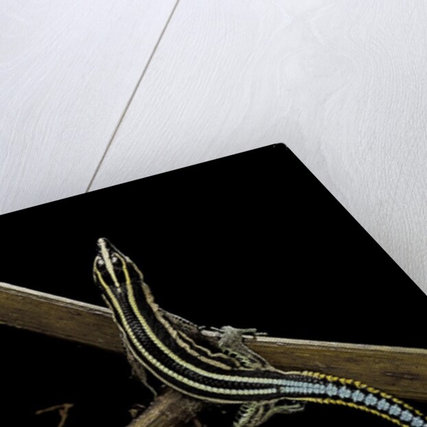 Holaspis guentheri (sawtailed lizard) by Anonymous