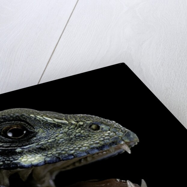 Leiolepis belliana (butterfly lizard) by Anonymous