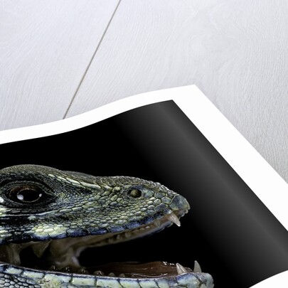 Leiolepis belliana (butterfly lizard) by Anonymous