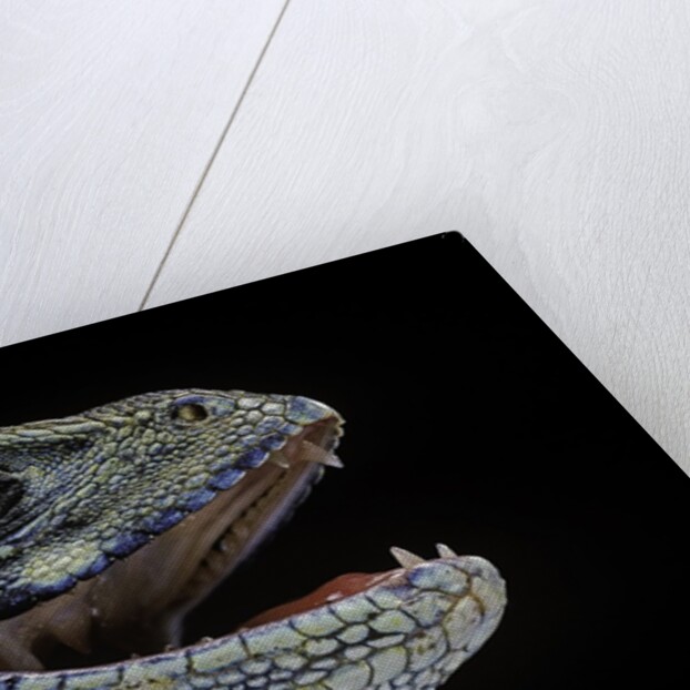 Leiolepis belliana (butterfly lizard) by Anonymous