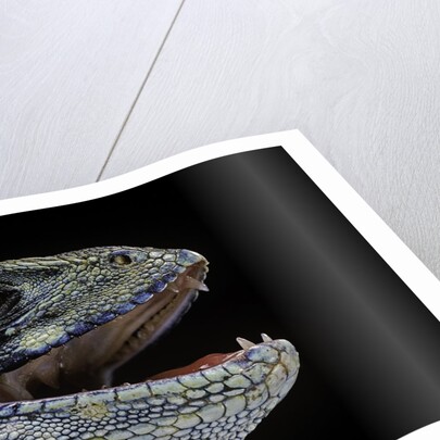 Leiolepis belliana (butterfly lizard) by Anonymous
