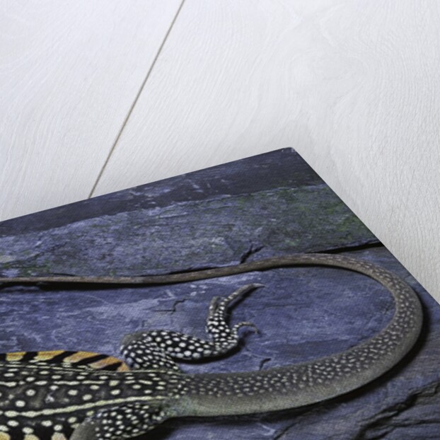 Leiolepis belliana (butterfly lizard) by Anonymous