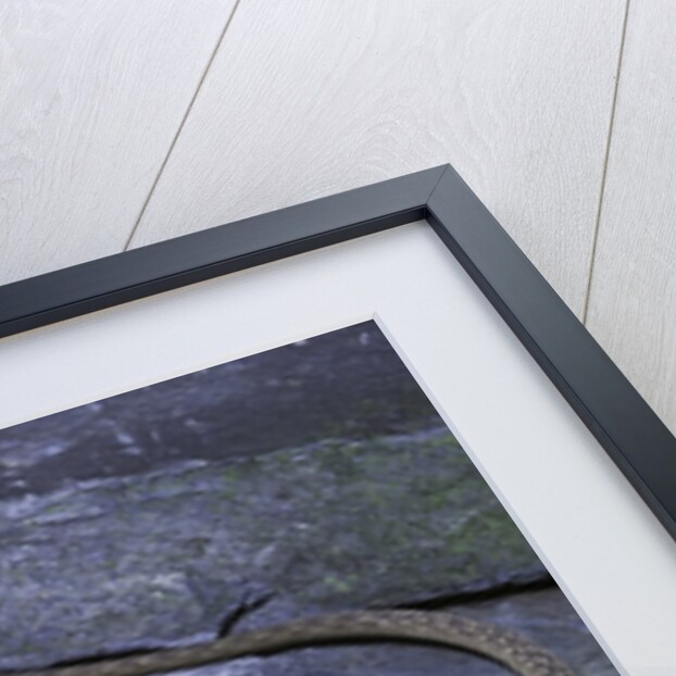 Leiolepis belliana (butterfly lizard) by Anonymous