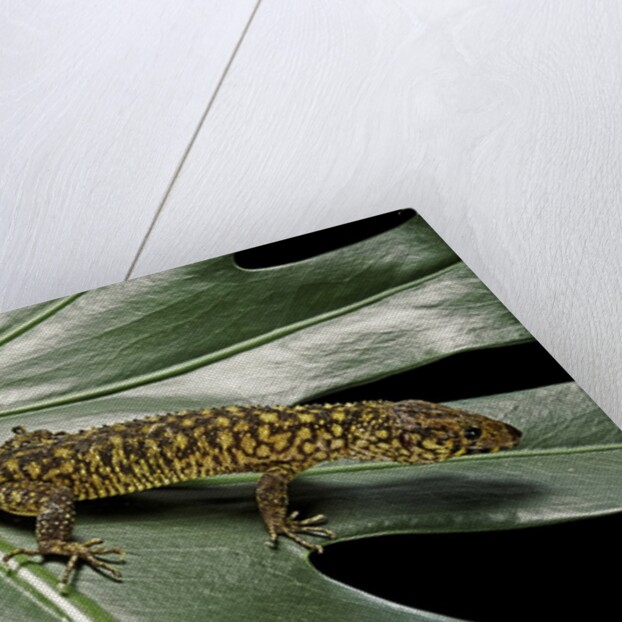 Lepidophyma flavimaculatum (bark lizard) by Anonymous