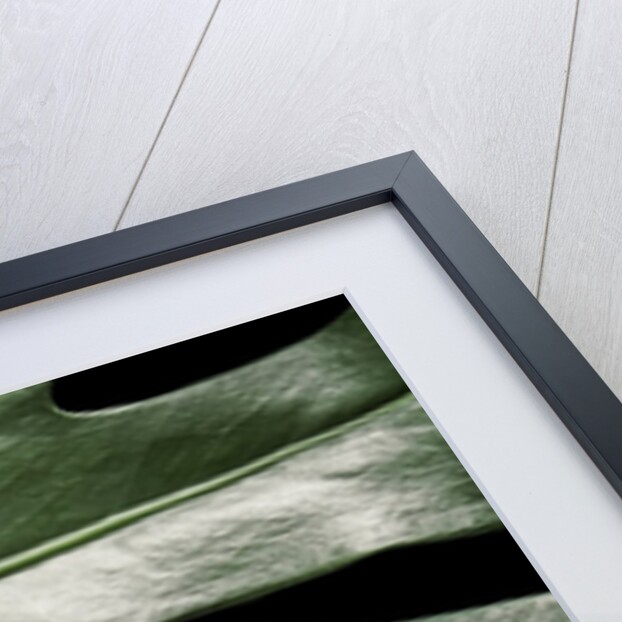 Lepidophyma flavimaculatum (bark lizard) by Anonymous