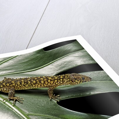 Lepidophyma flavimaculatum (bark lizard) by Anonymous