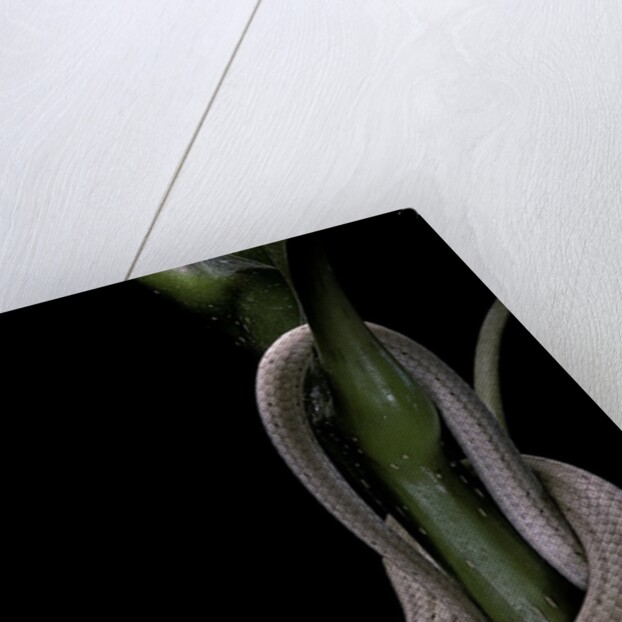 Lialis jicari (New Guinea snake-lizard) by Anonymous