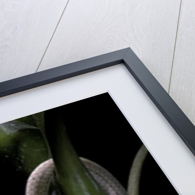 Lialis jicari (New Guinea snake-lizard) by Anonymous