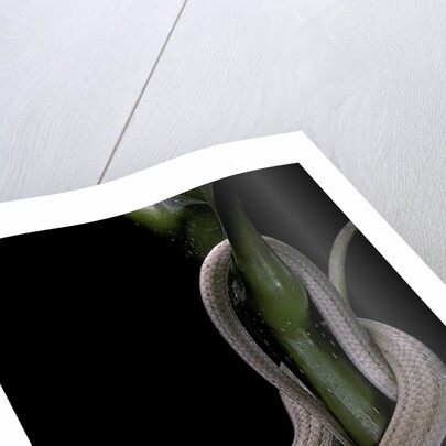 Lialis jicari (New Guinea snake-lizard) by Anonymous