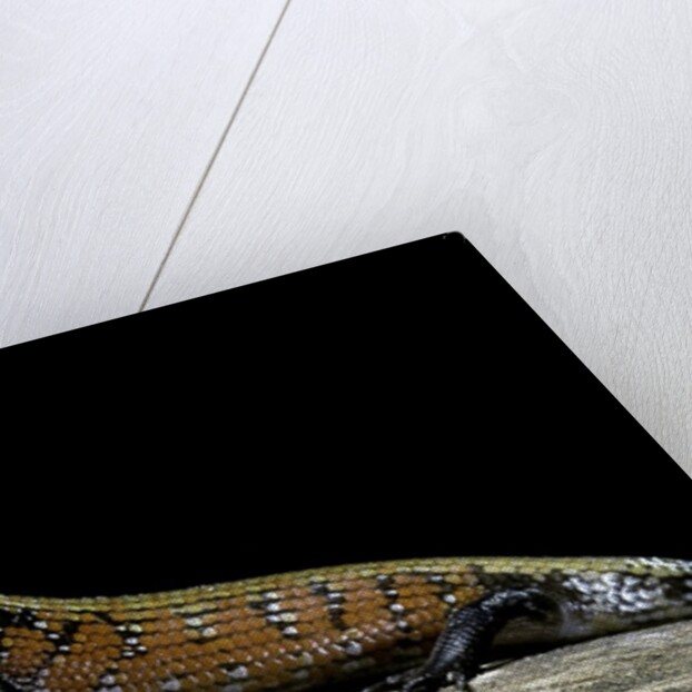 Lepidothyris (Riopa) fernandi (true fire skink) by Anonymous