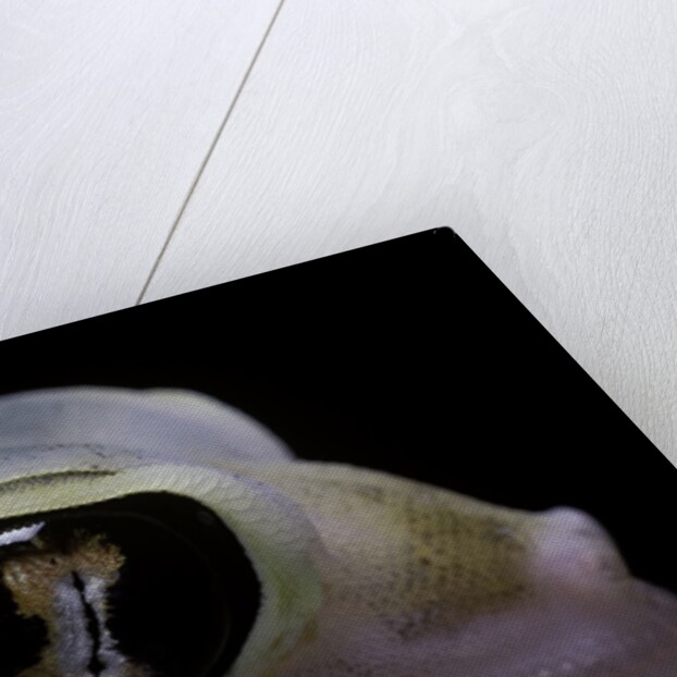 Palmatogecko rangei (Namib sand gecko) - eye by Anonymous