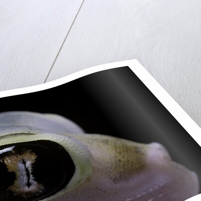 Palmatogecko rangei (Namib sand gecko) - eye by Anonymous